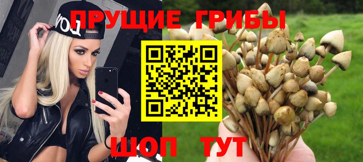 Псилоцибиновые грибы прущие грибы  Вход с VPN  Димитровград 
